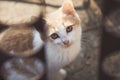 Portrait of a young homeless red kitten hiding behind the fence and looks up fearfully , fluffy pets