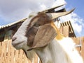 Portrait of a young horned goat in a rural landscape Royalty Free Stock Photo