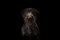 Portrait of young hunting dog, German Wirehaired Pointer Royalty Free Stock Photo