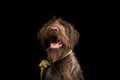 Portrait of young hunting dog, German Wirehaired Pointer Royalty Free Stock Photo