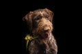 Portrait of young hunting dog, German Wirehaired Pointer Royalty Free Stock Photo