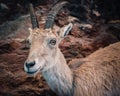 Young ibex with rocks in the background.