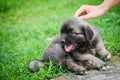 Portrait of young Illyrian Shepherd Dog puppy Sarplaninac, Yugoslavian Shepherd, Shepherd from the Sharr Mountains