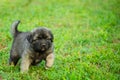 Portrait of young Illyrian Shepherd Dog puppy Sarplaninac, Yugoslavian Shepherd, Shepherd from the Sharr Mountains