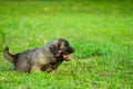 Portrait of young Illyrian Shepherd Dog puppy Sarplaninac, Yugoslavian Shepherd, Shepherd from the Sharr Mountains