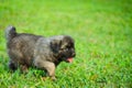 Portrait of young Illyrian Shepherd Dog puppy Sarplaninac, Yugoslavian Shepherd, Shepherd from the Sharr Mountains