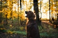 Portrait of young irish setter during a sunset in the forest. Royalty Free Stock Photo