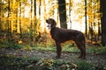 Portrait of young irish setter during a sunset in the forest. Royalty Free Stock Photo