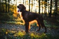 Portrait of young irish setter during a sunset in the forest. Royalty Free Stock Photo