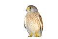 Portrait of a young Kestrel Falcon Falco tinnunculus closeup Royalty Free Stock Photo