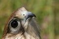 Kestrel Falcon Royalty Free Stock Photo