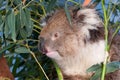 Portrait of a young koala, Australia Royalty Free Stock Photo