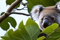 Portrait of a young koala, Australia