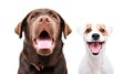 Portrait of a young Labrador and funny Jack Russell Terrier