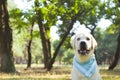 Funny white labrador retriever sitting at the forest meadow. Royalty Free Stock Photo