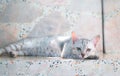 Portrait of a young lazy cat lying down on a white marble chair Royalty Free Stock Photo