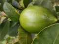 portrait of young lemon fruit