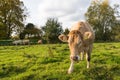 Portrait of a young light brown cow Royalty Free Stock Photo
