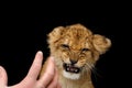 Portrait of Young Lion Cub Isolated on Black Background Royalty Free Stock Photo