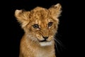 Portrait of Young Lion Cub Isolated on Black Background Royalty Free Stock Photo