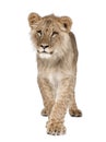 Portrait of young lion cub, Panthera leo, 8 months old Royalty Free Stock Photo