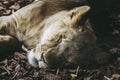 Portrait of a young lion sleeping Royalty Free Stock Photo