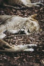 Portrait of a young lion sleeping Royalty Free Stock Photo