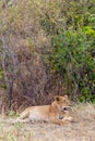 Portrait of a young lioness in a thick bush Masai Mara. Kenya, Africa Royalty Free Stock Photo