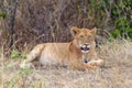 Portrait of a young lioness in a thick bush Masai Mara. Kenya, Africa Royalty Free Stock Photo