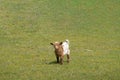 Portrait of young little dwarf goat in meadow, Netherlands