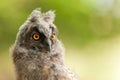 Portrait of a young long-eared owl Asio otus. Close Up.