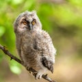 Portrait of a young long-eared owl Asio otus Royalty Free Stock Photo