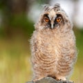 Portrait of a young long-eared owl Asio otus Royalty Free Stock Photo