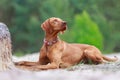 Portrait of a young Magyar Viszla dog Royalty Free Stock Photo