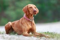 Portrait of a young Magyar Viszla dog