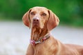 Portrait of a young Magyar Viszla dog