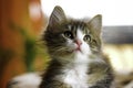 Young Maincoon Cat Royalty Free Stock Photo