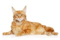 Portrait of a young Maine-coon cat Royalty Free Stock Photo