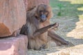 Portrait of a young male African baboon collecting food from soil ground at sunny day, closeup, details Royalty Free Stock Photo