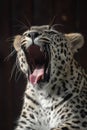 Portrait of a young male Asian leopard yawning