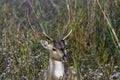 Portrait of young male chital or cheetal, also known as spotted deer or axis deer - Jim Corbett National Park, India Royalty Free Stock Photo