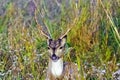 Portrait of young male chital or cheetal, also known as spotted deer or axis deer - Jim Corbett National Park, India Royalty Free Stock Photo