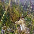 Portrait of young male chital or cheetal, also known as spotted deer or axis deer - Jim Corbett National Park, India Royalty Free Stock Photo