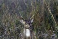 Portrait of young male chital or cheetal, also known as spotted deer or axis deer - Jim Corbett National Park, India Royalty Free Stock Photo