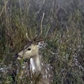 Portrait of young male chital or cheetal, also known as spotted deer or axis deer - Jim Corbett National Park, India Royalty Free Stock Photo