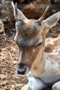 Portrait of a young male European deer