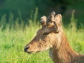 Portrait of a young male fallow deer in the grass Royalty Free Stock Photo