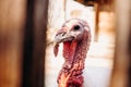 young male gobbler with a big red wart-shaped growth over a wooden fence