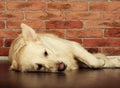 Portrait of a young male Labrador Retriever Royalty Free Stock Photo