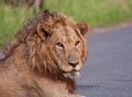 Portrait of young male lion Royalty Free Stock Photo